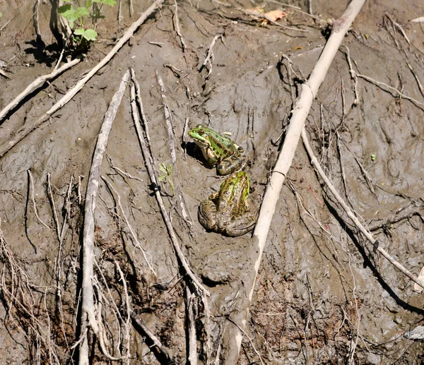 Ranas Verdes Deleitan Sol Junto Agua —  Fotos de Stock