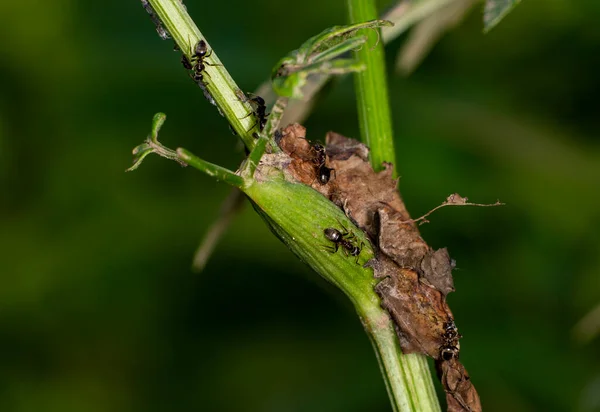 Bruine Boermieren Dienen Veldbladluizen Als Kudde Groene Stengels Tegen Een — Stockfoto