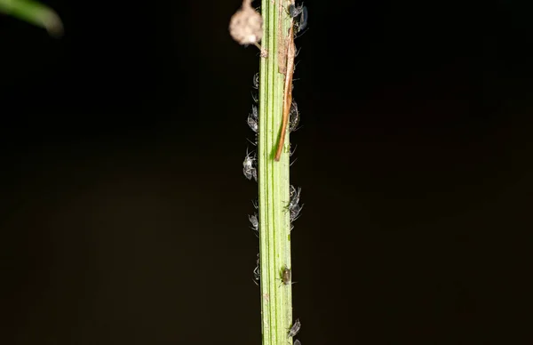 Hormigas Granjeras Marrones Sirven Áfidos Campo Como Rebaño Tallos Verdes — Foto de Stock