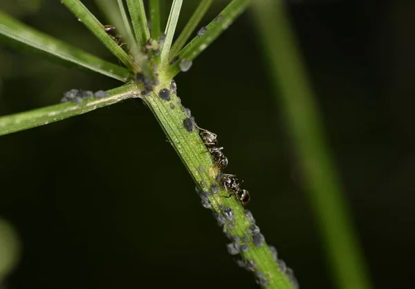 Formigas Agricultoras Marrons Servem Pulgões Como Seu Rebanho Caules Verdes — Fotografia de Stock