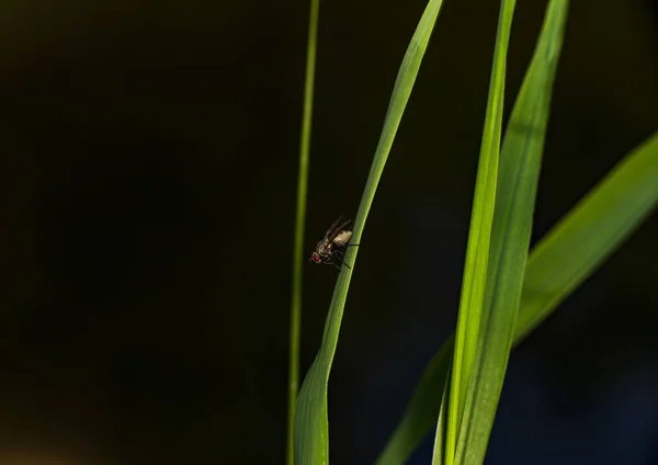 Μια Σκούρα Μύγα Σκαρφαλώνει Ένα Πράσινο Στέλεχος — Φωτογραφία Αρχείου