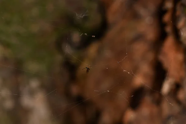Lichtmot Raakte Het Spinnenweb — Stockfoto