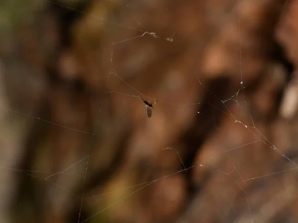 Polilla Luz Golpeó Tela Araña — Foto de Stock