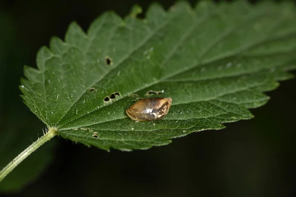 Uma Mosca Escura Poleiros Uma Haste Verde — Fotografia de Stock