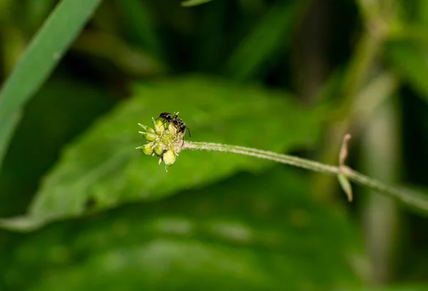 褐色の農家のアリは黒い背景を持つ緑の茎の群れとしてフィールドフィードフィードを提供しています — ストック写真