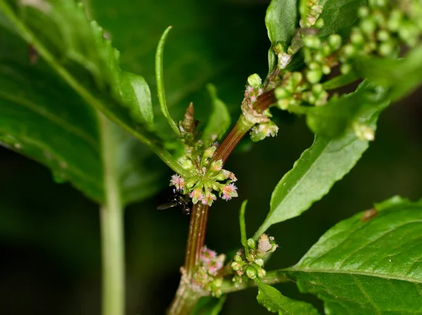 Braune Bauernameisen Dienen Den Blattläusen Als Herde Auf Grünen Stängeln — Stockfoto