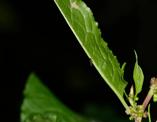 Bruine Boermieren Dienen Veldbladluizen Als Kudde Groene Stengels Tegen Een — Stockfoto