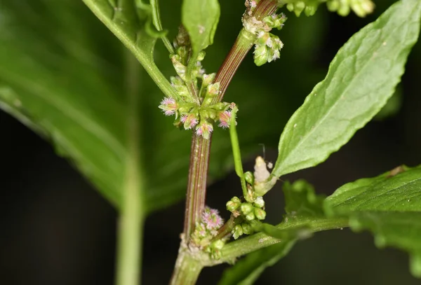 Braune Bauernameisen Dienen Den Blattläusen Als Herde Auf Grünen Stängeln — Stockfoto