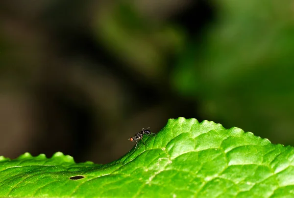 褐色の農家のアリは黒い背景を持つ緑の茎の群れとしてフィールドフィードフィードを提供しています — ストック写真