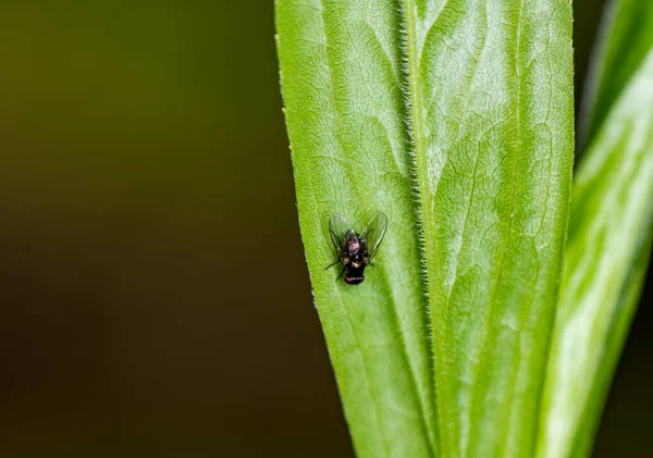 褐色の農家のアリは黒い背景を持つ緑の茎の群れとしてフィールドフィードフィードを提供しています — ストック写真