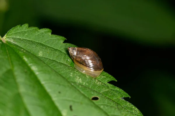 Hormigas Granjeras Marrones Sirven Áfidos Campo Como Rebaño Tallos Verdes — Foto de Stock