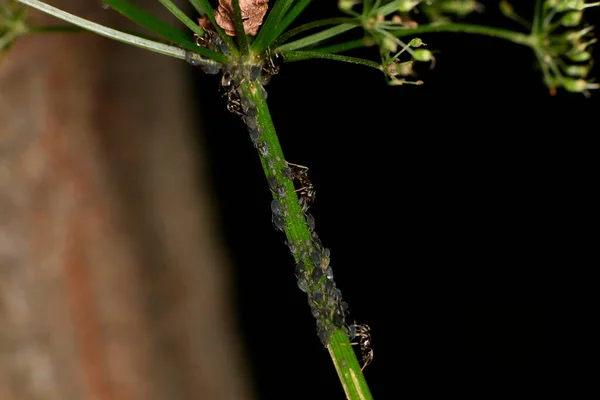 Bruine Boermieren Dienen Veldbladluizen Als Kudde Groene Stengels Tegen Een — Stockfoto