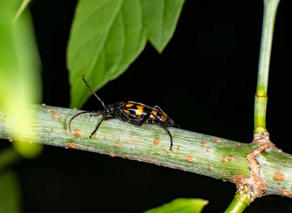 Siyah Çizgili Uzun Boynuzlu Böcek Bitkinin Yeşil Gövdesi Boyunca Hareket — Stok fotoğraf