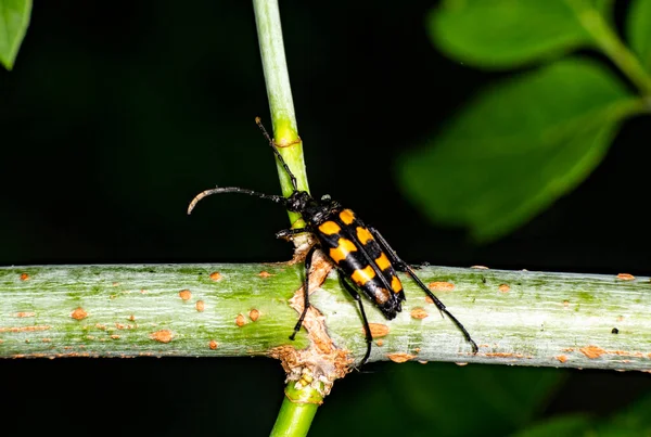 Black Striped Long Wattled Beetle Moves Green Trunk Plant — Stock Photo, Image