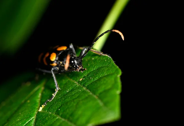 Siyah Çizgili Uzun Boynuzlu Böcek Bitkinin Yeşil Gövdesi Boyunca Hareket — Stok fotoğraf