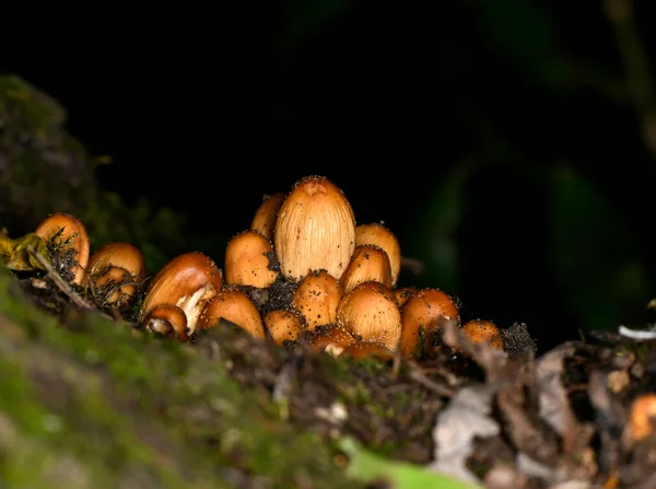 Cogumelos Marrons Depois Que Chuva Rastejou Para Fora Sob Musgo — Fotografia de Stock