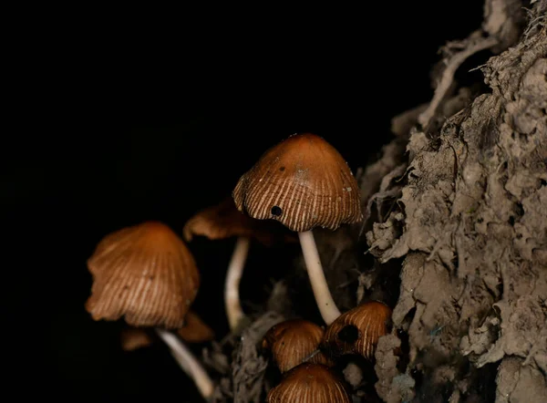 Bruine Paddenstoelen Nadat Regen Onder Het Mos Stronk Vandaan Kroop — Stockfoto