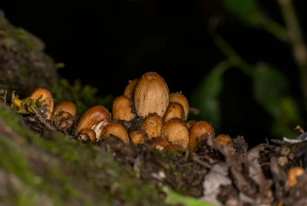 Bruine Paddenstoelen Nadat Regen Onder Het Mos Stronk Vandaan Kroop — Stockfoto