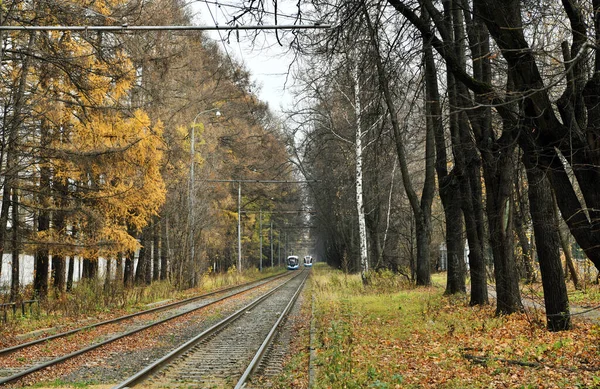 Tram Tramsporen Het Herfstgele Bos — Stockfoto