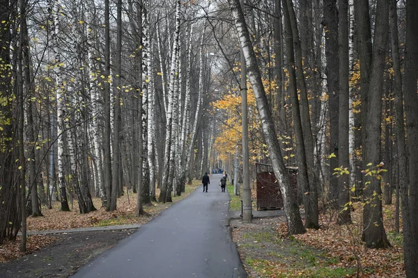 Желтые Осенние Листья Парке Сером Фоне Неба — стоковое фото