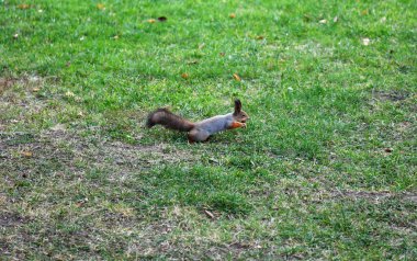 Parkta kırmızı sincap Kış için fındık arıyor