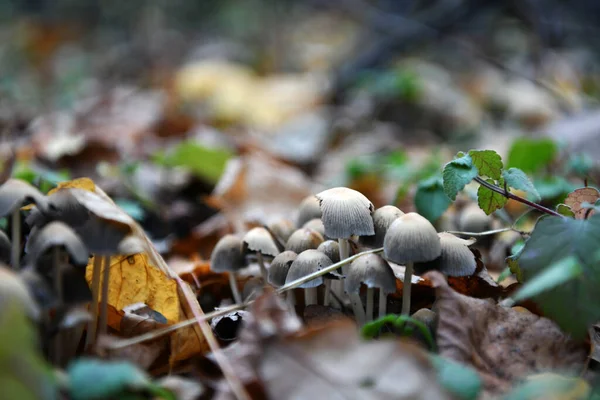 秋天森林里黄叶上的灰色蘑菇 — 图库照片