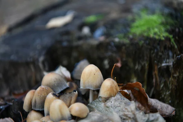 Cogumelos Cinzas Floresta Outono Folhagem Amarela — Fotografia de Stock