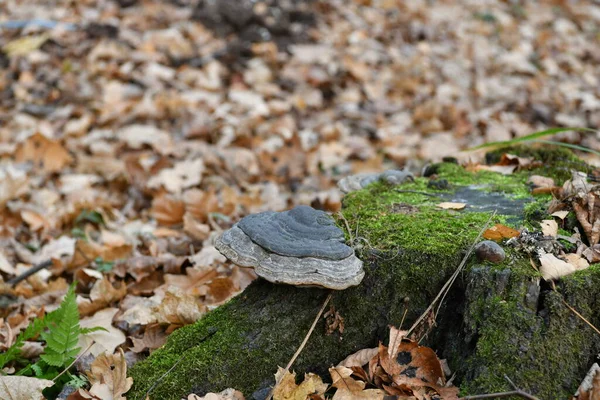 Paysages Naturels Automne Dans Parc — Photo