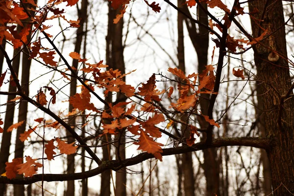 Herbstliche Naturkulisse Park — Stockfoto