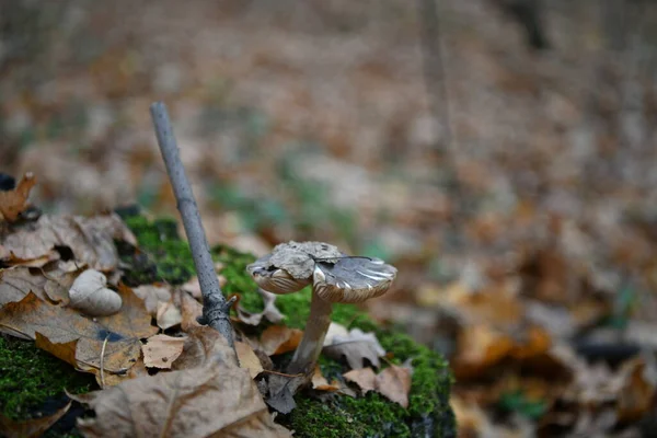 Paysages Naturels Automne Dans Parc — Photo