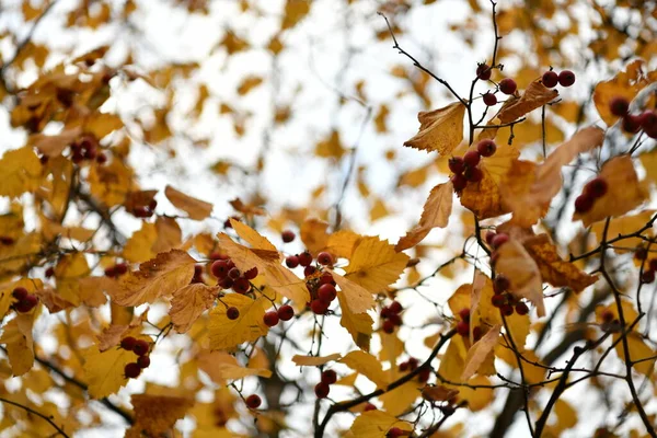 Gelbe Herbstblätter Auf Grauem Himmel Hintergrund — Stockfoto