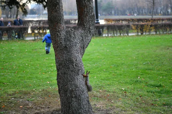 Esquilo Vermelho Parque Procura Nozes Para Colher Para Inverno — Fotografia de Stock