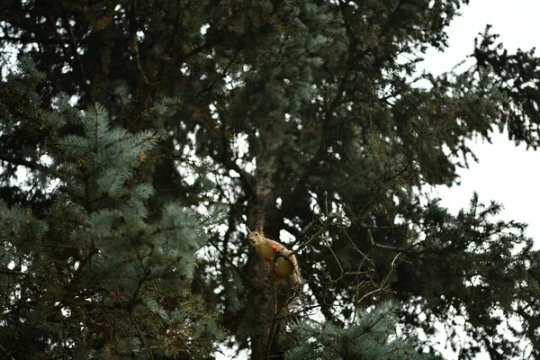 Écureuil Roux Dans Parc Recherche Noix Récolter Pour Hiver — Photo