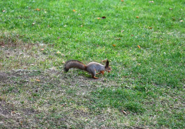 Rotes Eichhörnchen Park Auf Der Suche Nach Nüssen Für Den — Stockfoto