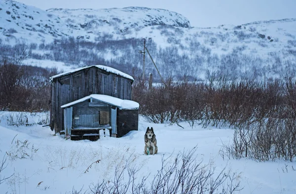 Fascinerande Hårda Vinterlandskap Arktis — Stockfoto