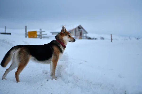Собаки Верные Друзья Человека Арктике Всегда — стоковое фото
