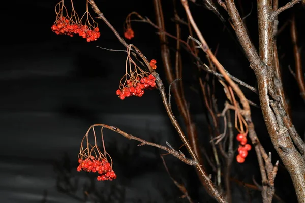 Serbal Rojo Sobre Ramas Congeladas Una Noche Polar Invierno — Foto de Stock