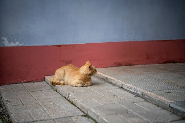Ginger Cat Guarda Entrada Para Museu Local — Fotografia de Stock