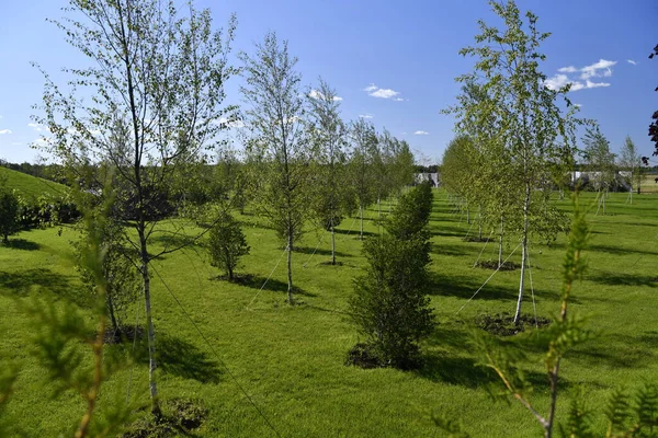 Frisch Gepflanzte Baumwege Sommer Auf Grünem Hintergrund — Stockfoto