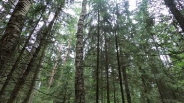 Ormandaki kırmızı sincap Çam ağacında