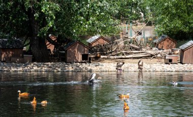 Güzel kahverengi ördek gölde yüzer