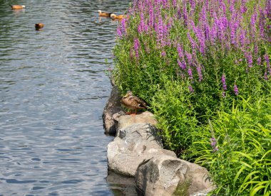 Mor çiçeklerin arasında dinlenen karışık ördek.