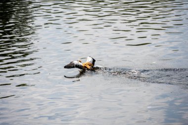 Kanatları açık gölde ördek