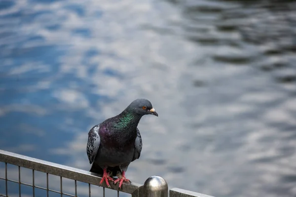 Eine Mehrfarbige Taube Schaut Interessiert Den Seiten — Stockfoto