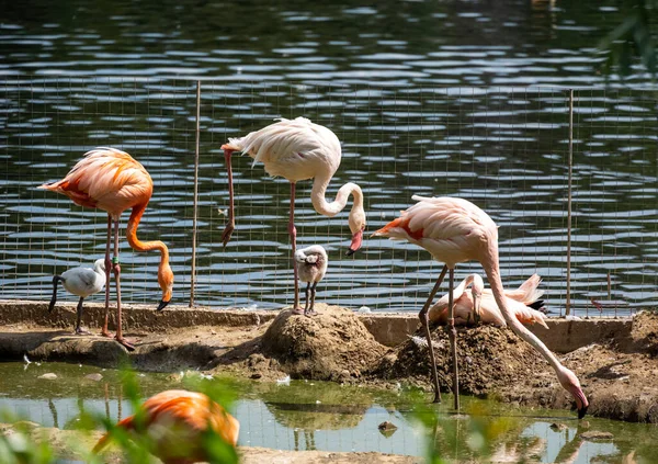 family of pink flamingos are kind to each other and their children are near