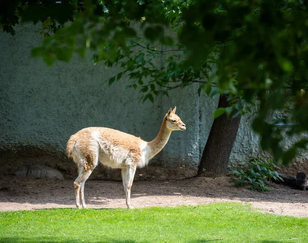 Alpaca Marrone Appoggiato Prato Verde — Foto Stock