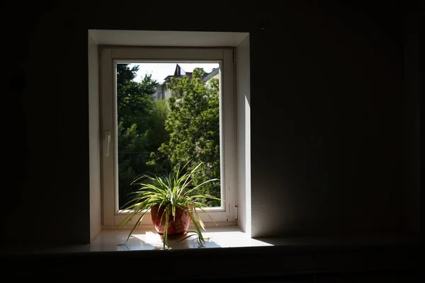 Fenêtre Sur Rue Avec Une Fleur Verte Sur Seuil — Photo