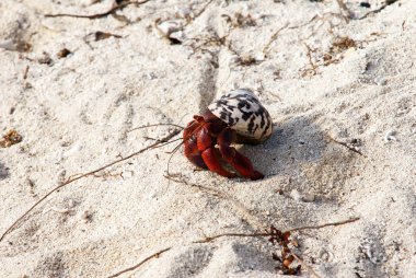Kumda sürünen kırmızı yengeç.