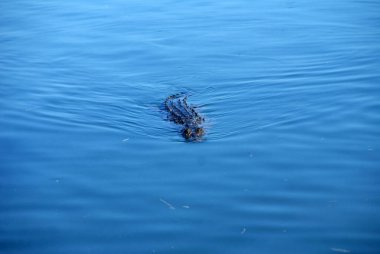 Timsah mangrovlardan yüzerek çıktı ve mavi sularda yüzdü.