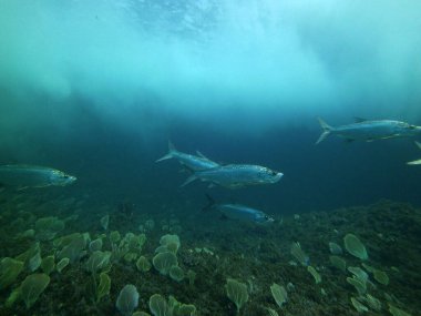 Saldırgan ağızlıklı büyük gümüş balıklar.